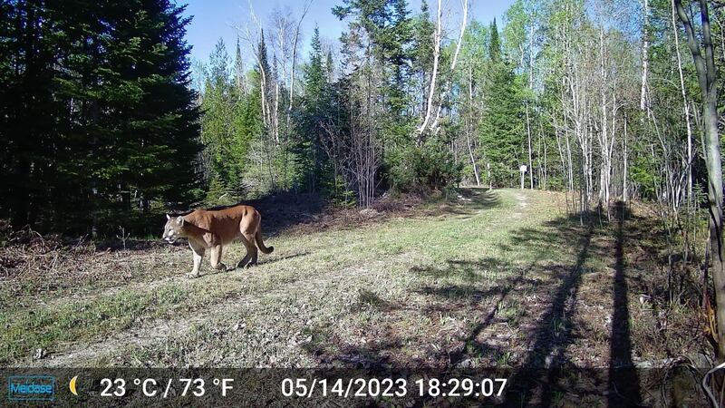 This cougar sighting in Luce County is one of three total this year.