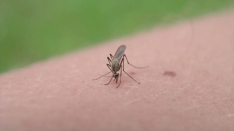 Doctors say prevention is key to preventing bug bites.