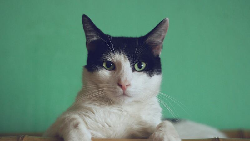 cat generic