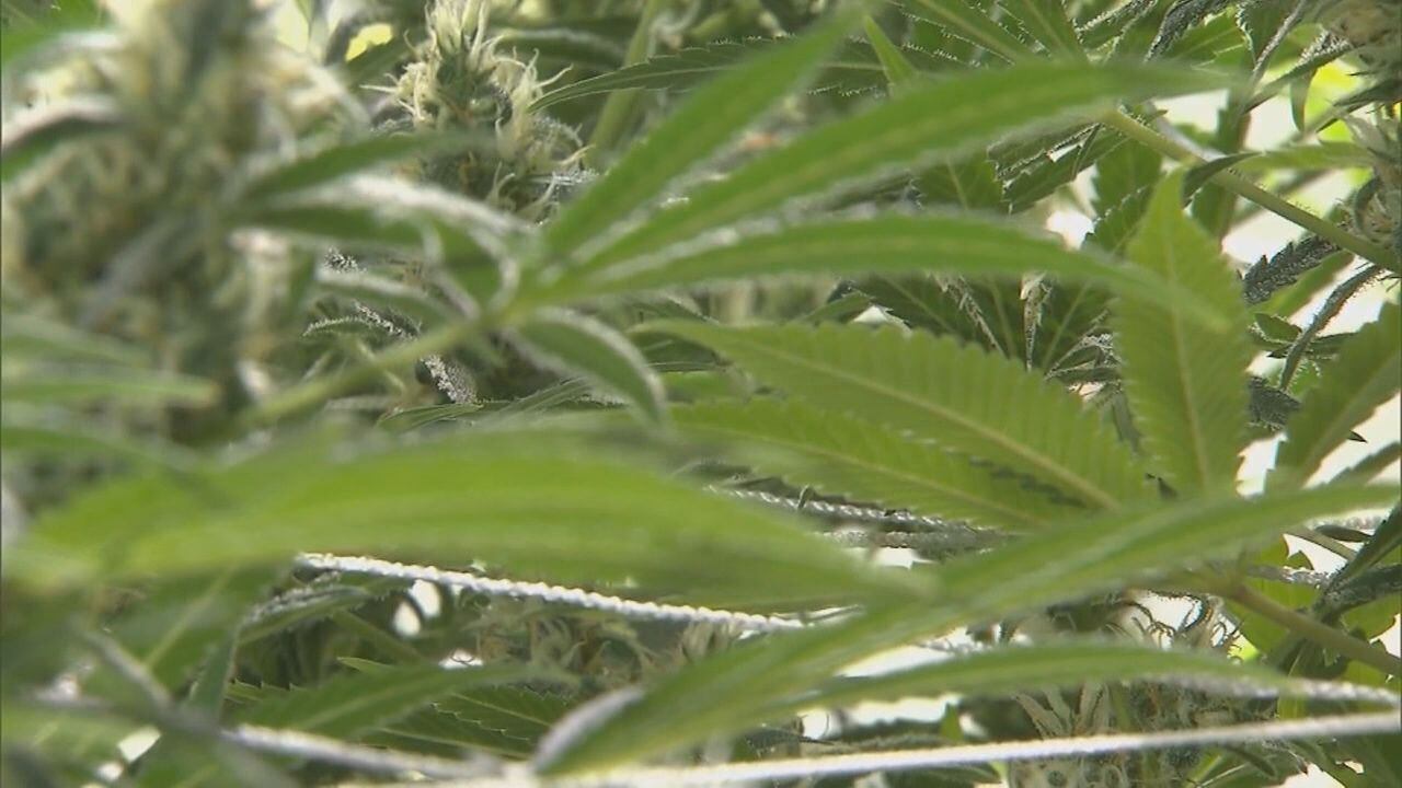 Michigan Cannabis Industry, researchers react to proposal that reclassifies marijuana - Vimarsana News