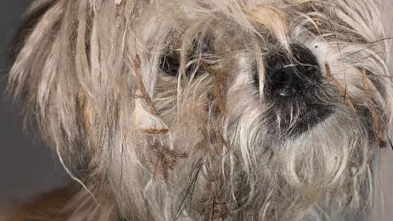 Saginaw County Animal Care and Control is asking for information after an injured dog was...