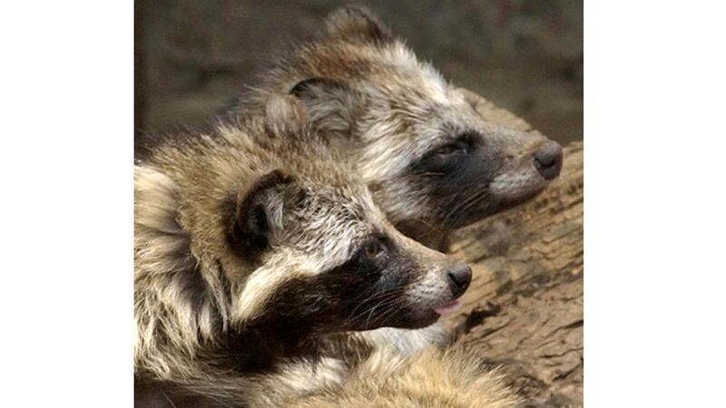 FILE - Raccoon dogs are seen at a cage in Tokyo's Ueno zoo Saturday, May 24, 2003....