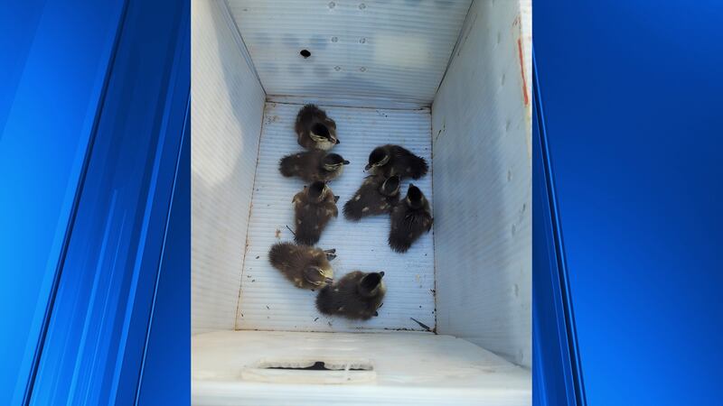 Ducklings rescued from storm drains.