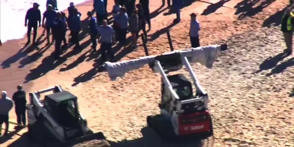 GRAPHIC: Killer whale dies after beaching itself on Florida coast