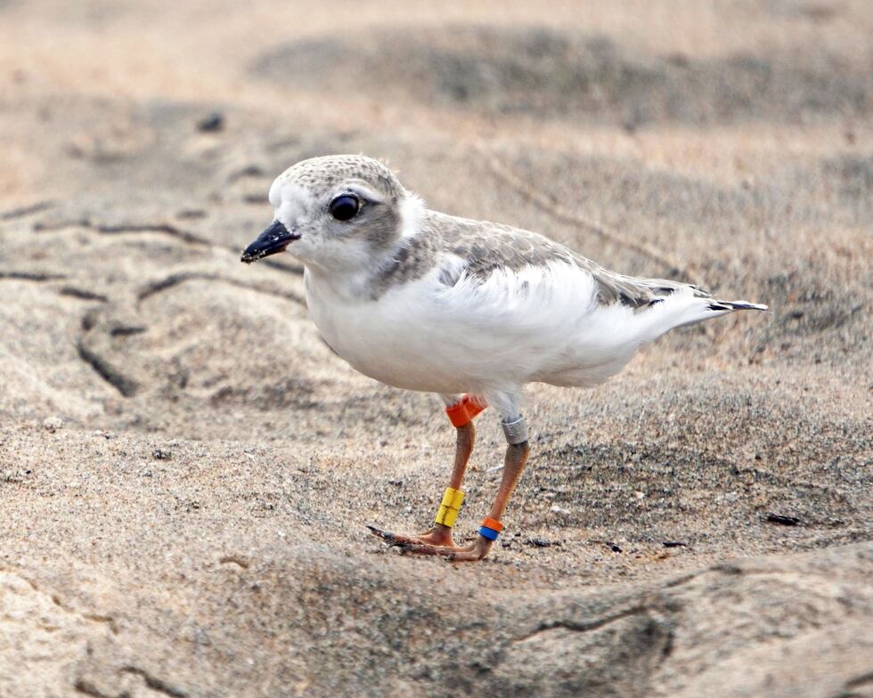 A Piping Plover stands on the sand at Tawas Beach.